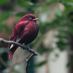 Pompadour cotinga (Xipholena punicea)