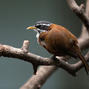 Chestnut-backed scimitar-babbler (Pomatorhinus montanus)
