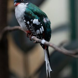 Cuban trogon (Priotelus temnurus)