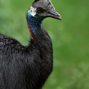 Dwarf cassowary (Casuarius bennetti)