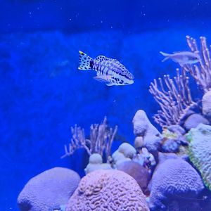 Mote Aquarium - Fish