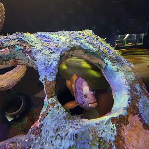 Mote Aquarium - Red Hind Grouper