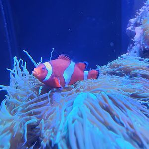 Mote Aquarium - Clownfish