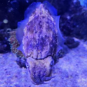 Mote Aquarium - Stumpy-spined Cuttlefish