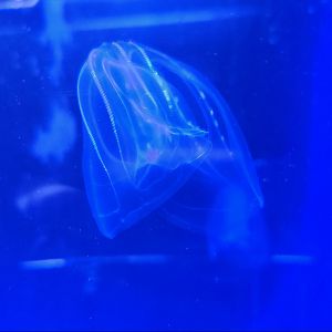 Mote Aquarium - Comb Jelly