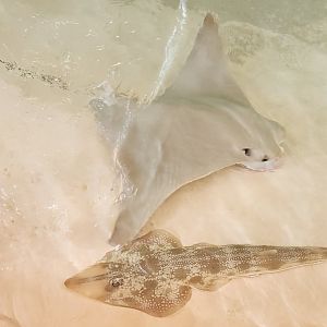 Mote Aquarium - Cownose Ray & Atlantic Guitarfish