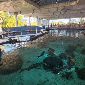 Mote Aquarium - Shark tank top view