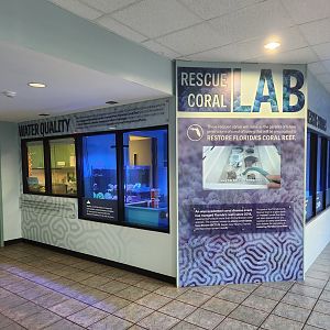 Mote Aquarium - Coral rescue lab