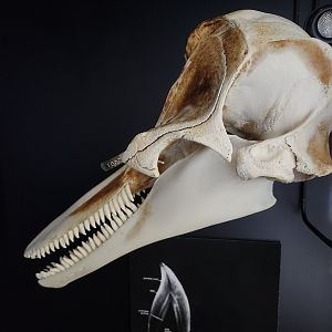 Mote Aquarium - Dolphin skull