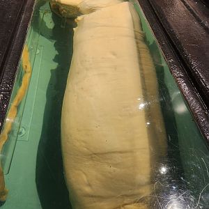 Mote Aquarium - Preserved Giant Squid