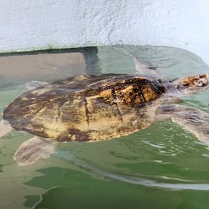 Mote Aquarium - Kemp's Ridley