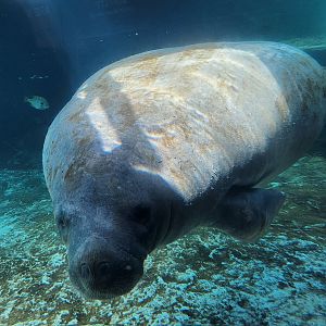 Mote Aquarium - Florida Manatee