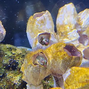 Mote Aquarium - Panamic Barnacle Blenny