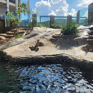 Mote Aquarium - Otter habitat