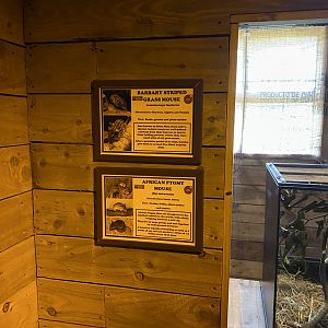 New mouse exhibit in little Africa - Barbary striped grass mice and African Pygmy mice