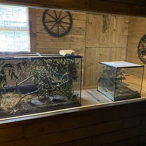 New mouse exhibit - Barbary mice on the left and Pygmy mice right