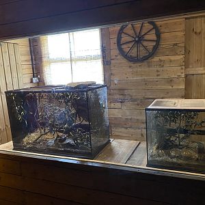 Barbary and Pygmy mice tanks