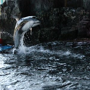 Pacific white sided dolphin (Lagenorhynchus obliquidens)