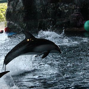 Pacific white sided dolphin