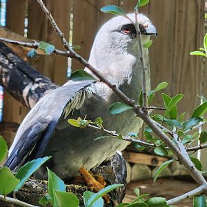 Save Our Seabirds - Mississippi Kite