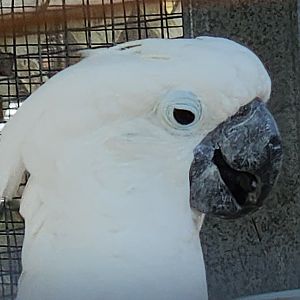 Save Our Seabirds - White Cockatoo