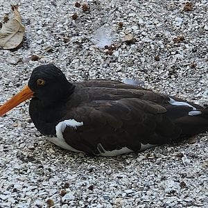 Save Our Seabirds - American Oystercatcher