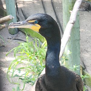 Save Our Seabirds - Double-crested Cormorant