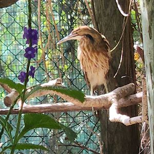 Save Our Seabirds - American Bittern