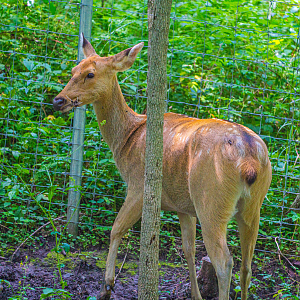 Female Barasingha