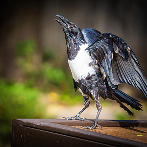 Pied Crow