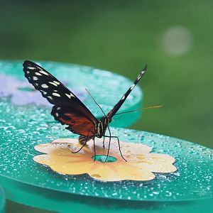 Tiger longwing (Heliconius hecale), 2022-09-04