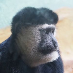 Mantled Colobus (Colobus guereza), 2022-09-04