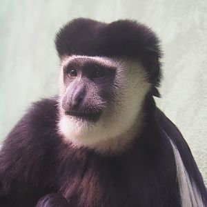 Mantled Colobus (Colobus guereza), 2022-09-04