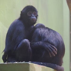 Colombian black spider monkeys (Ateles fusciceps rufiventris), 2022-09-04