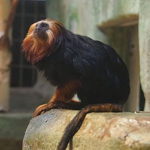 Golden-headed lion tamarin (Leontopithecus chrysomelas), 2022-09-04