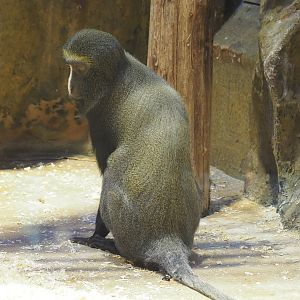 Hamlyn's monkey (Cercopithecus hamlyni), 2022-09-04