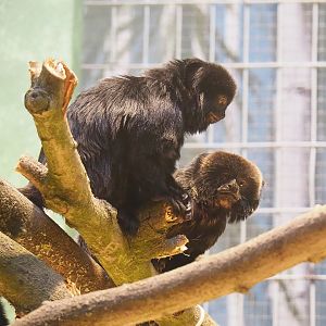 Goeldi's marmosets (Callimico goeldii), 2022-09-04