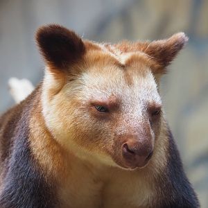 Goodfellow's tree kangaroo (Dendrolagus goodfellowi buergersi), 2022-09-04