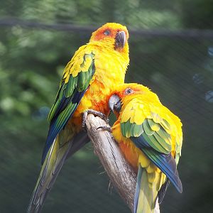 Sun conures (Aratinga solstitialis), 2022-09-04