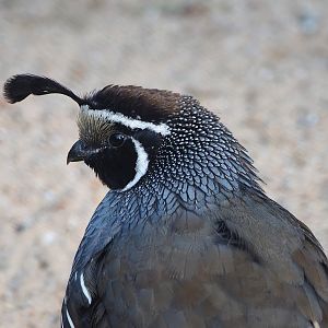 Californian quail (Callipepla californica), 2022-09-04
