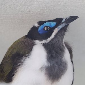 Blue-faced honeyeater (Entomyzon cyanotis), 2022-09-04