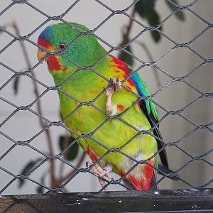 Swift parrot (Lathamus discolor), 2022-09-04