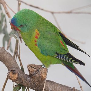 Swift parrot (Lathamus discolor), 2022-09-04