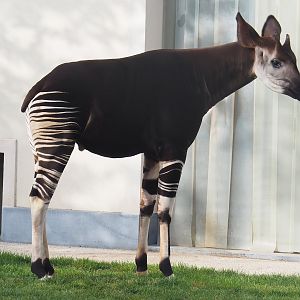 Okapi (Okapia johnstoni), 2022-09-04