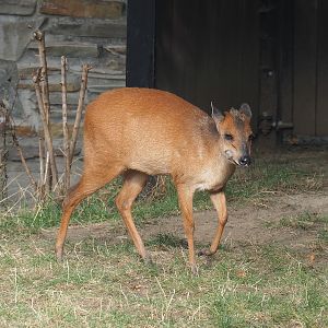 Natal red duiker (Cephalophus natalensis), 2022-09-04
