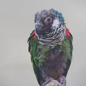 Brazilian grey-breasted conure (Pyrrhura griseipectus), 2022-09-04