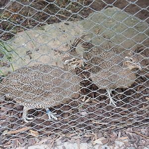 Elegant crested tinamous (Eudromia elegans), 2022-09-04