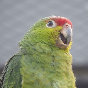 Ecuadorian red-lored amazon (Amazona lilacina), 2022-09-04
