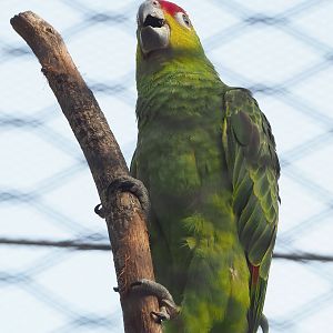 Ecuadorian red-lored amazon (Amazona lilacina), 2022-09-04