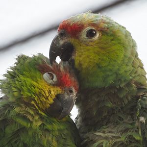Ecuadorian red-lored amazons (Amazona lilacina), 2022-09-04